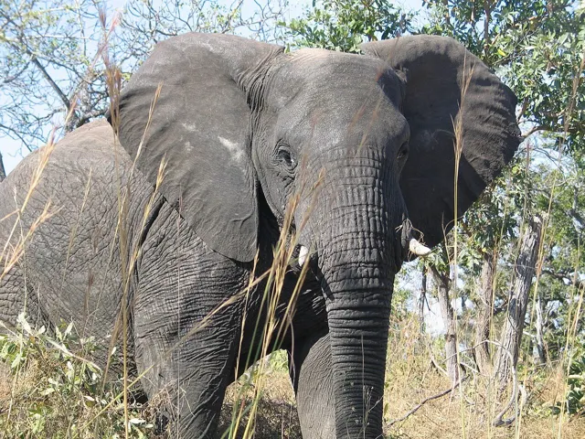 African elephant bull standing in grassland