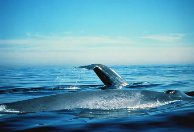 Blue whale surfacing at sea (NOAA photo)