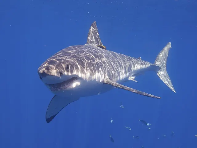 Great white shark swimming underwater
