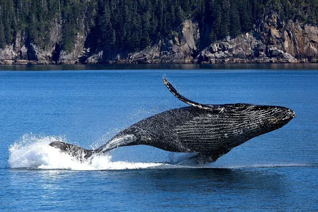 Humpback whale breaching, most of its body out of the water