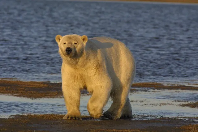 Polar bear walking on the shore