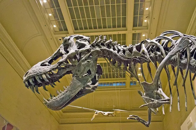 Tyrannosaurus rex skeleton in the Smithsonian National Museum of Natural History